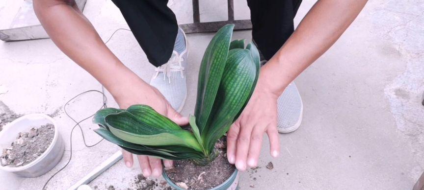 君子兰初秋种植可行吗？如何进行秋季养护？