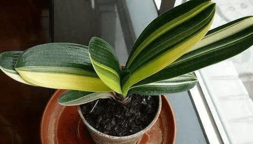 君子兰初秋种植可行吗？如何进行秋季养护？