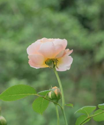 破碎镜子象征的花语是什么？