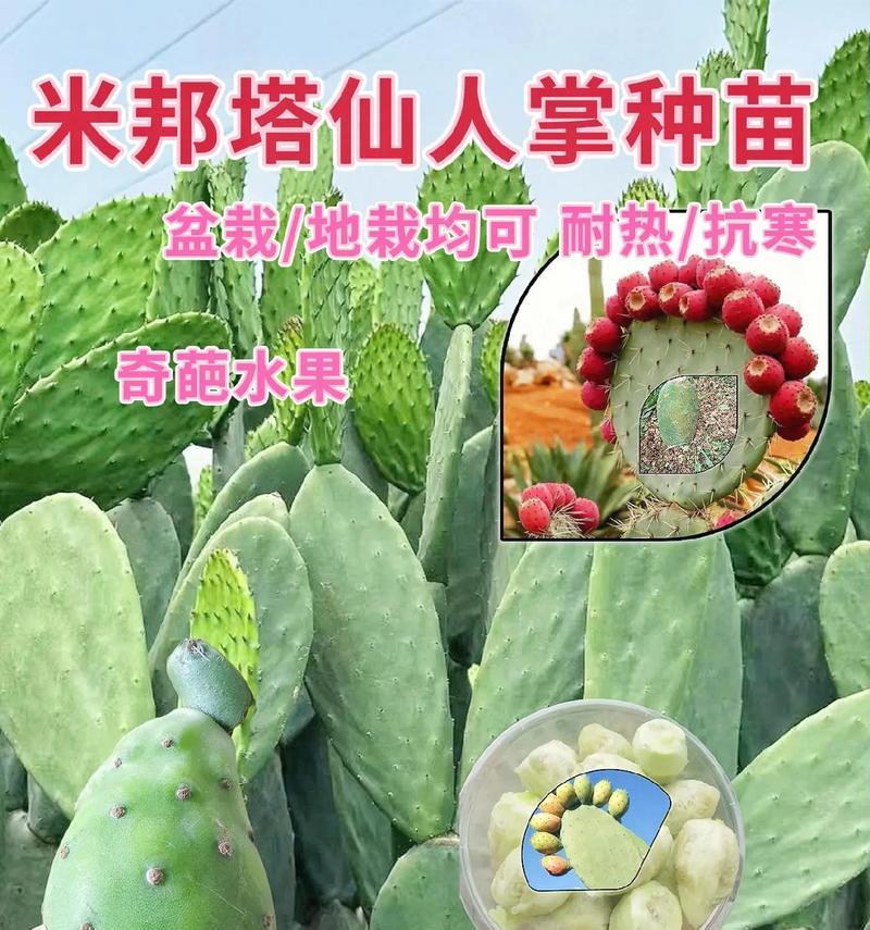尖角用仙人掌的种植技巧有哪些？