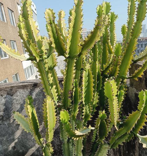 尖角用仙人掌的种植技巧有哪些？