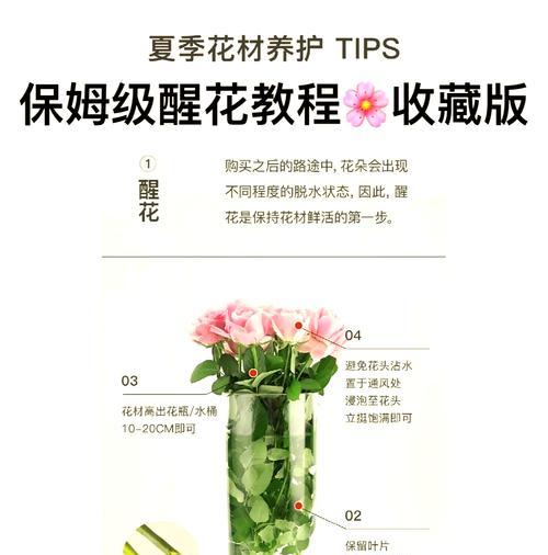 玫瑰花新苗修剪的最佳时机是什么时候？