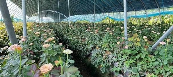 玫瑰花新苗修剪的最佳时机是什么时候？