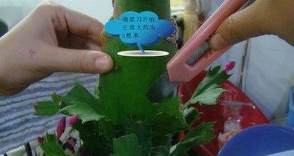 多片仙人掌嫁接蟹爪兰的步骤是什么？
