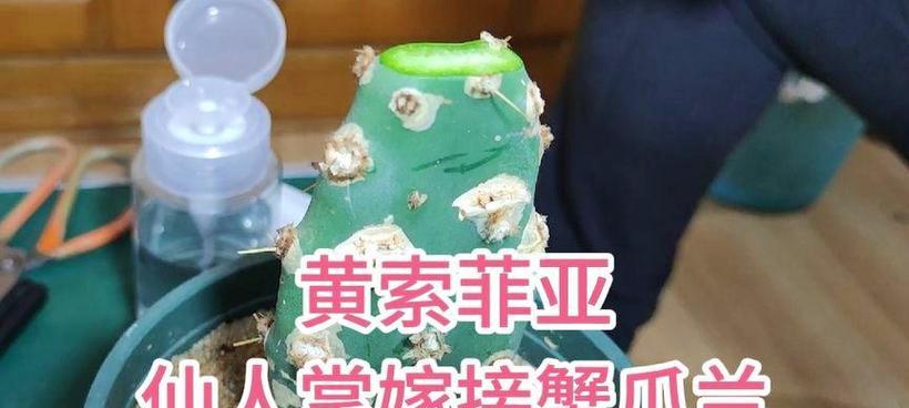 多片仙人掌嫁接蟹爪兰的步骤是什么？