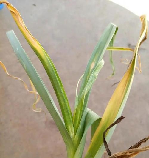 大蒜治疗君子兰黄叶的效果？