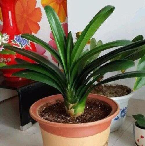 大蒜治疗君子兰黄叶的效果？