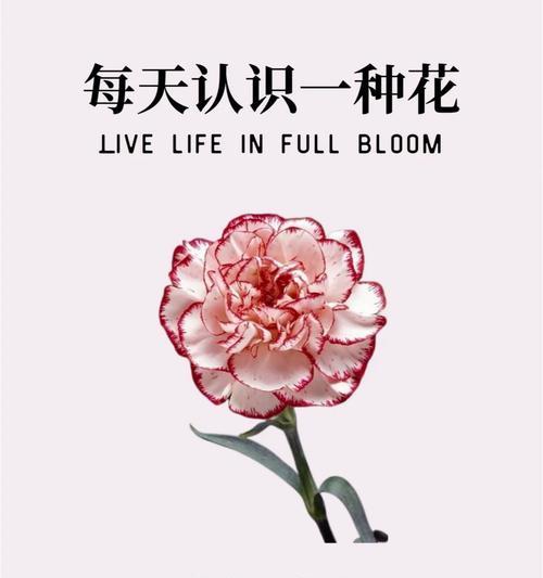 你让我开心的花语有何含义？如何用花语表达感激之情？