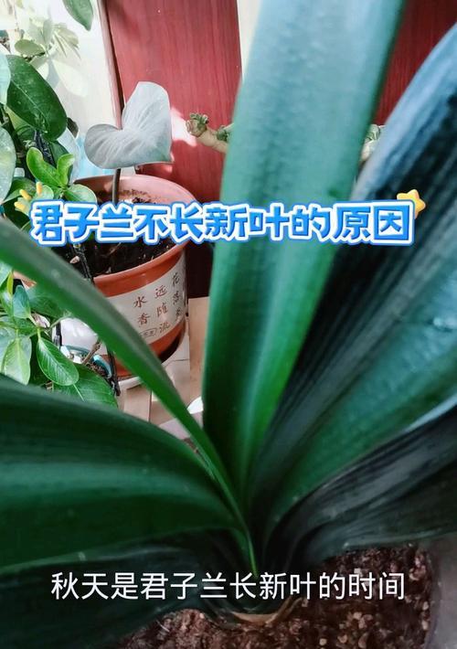 坏心君子兰能否长出新叶？如何促进其生长？