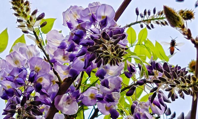 紫霞花的花语寓意和含义是什么？
