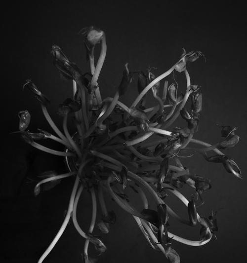 豆苗菜的花语有哪些含义？