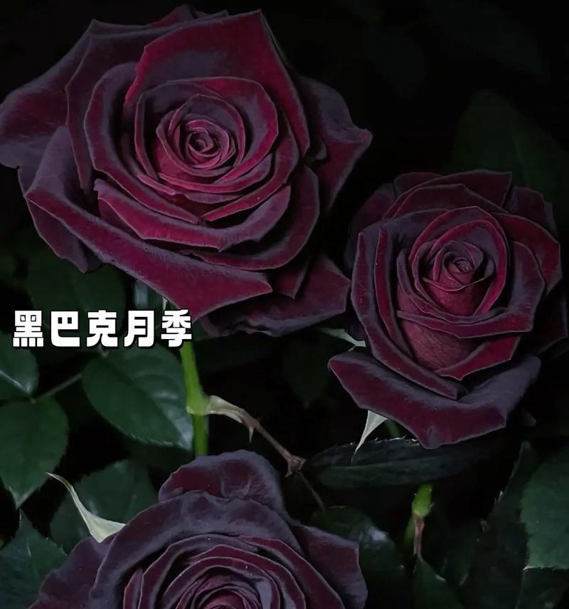 玫瑰花的特征及其花语是什么？