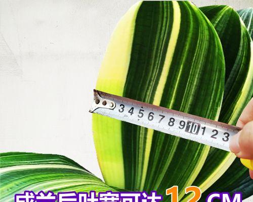 君子兰彩兰是否需要避免强光照射？原因是什么？