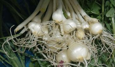 黄泥种植仙人掌是否合适？正确的种植方法是什么？