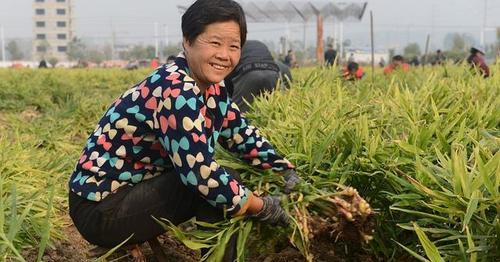 黄泥种植仙人掌是否合适？正确的种植方法是什么？