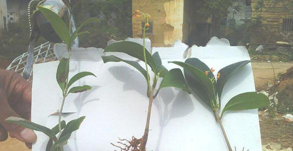 黄泥种植仙人掌是否合适？正确的种植方法是什么？