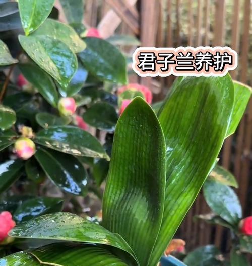 君子兰冬季室内施肥的正确方法是什么？