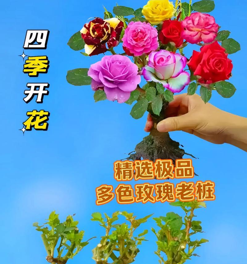 重瓣玫瑰花的最佳种植时间是什么时候？