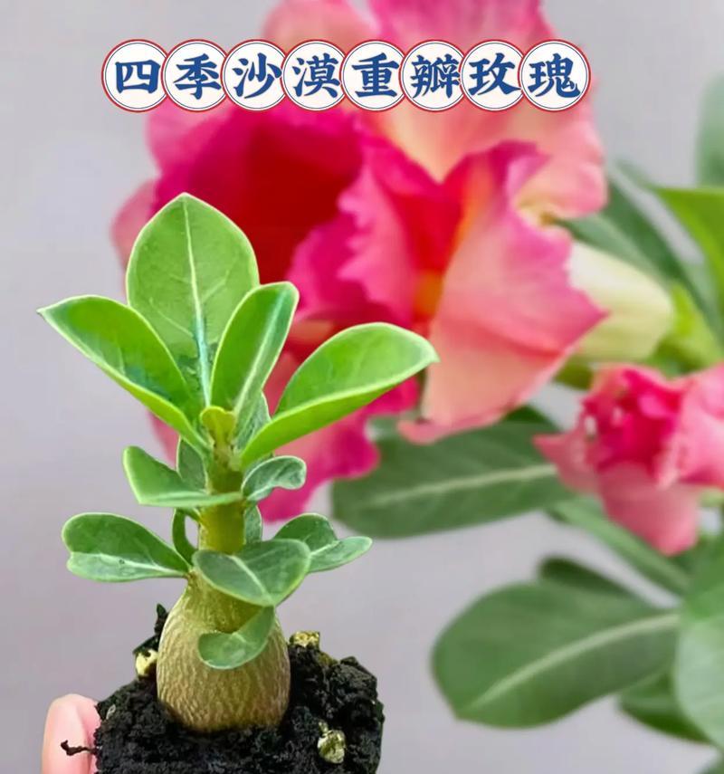 重瓣玫瑰花的最佳种植时间是什么时候？