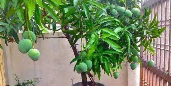 仙人掌马拉盏的种植技巧有哪些？