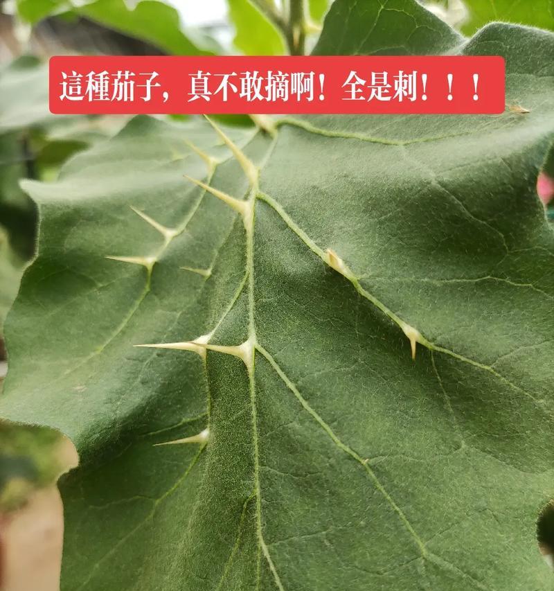 仙人掌马拉盏的种植技巧有哪些？
