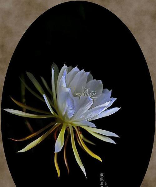 哪些成语与花语相关？
