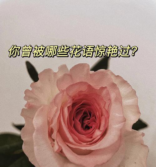 哪些成语与花语相关？