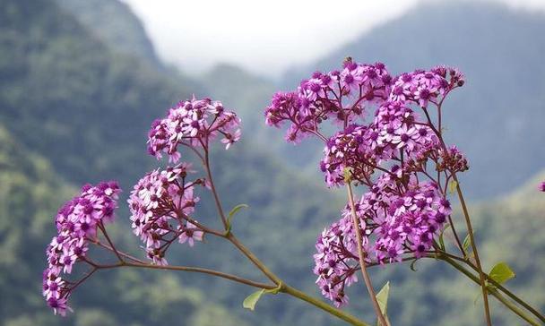 哪种花象征着进步？