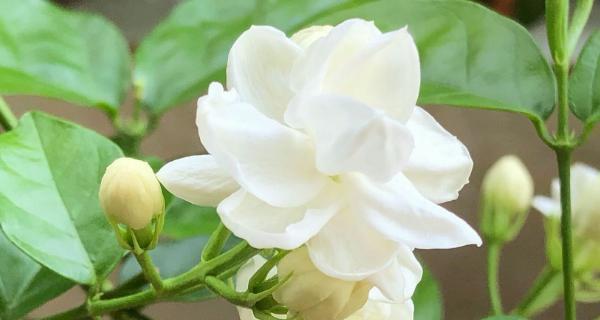 哪种花象征着进步？