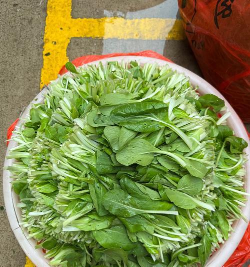 鸡毛菜的花语有何特别之处？