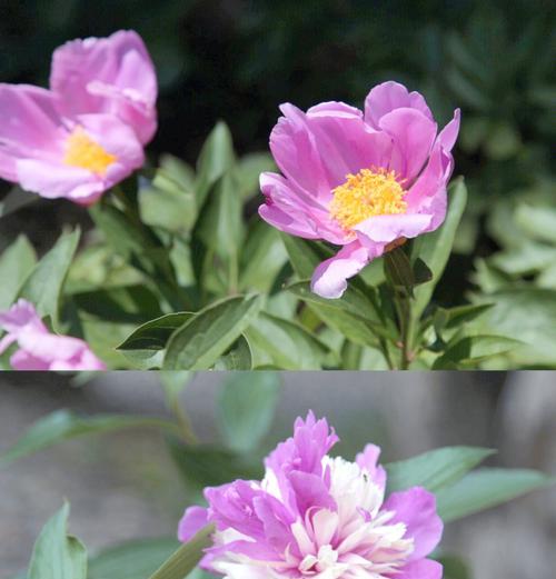 牡丹与芍药花苞干枯如何处理？解决方法是什么？