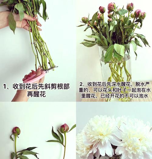牡丹与芍药花苞干枯如何处理？解决方法是什么？