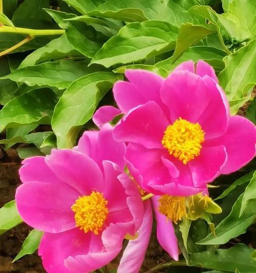 牡丹与芍药花苞干枯如何处理？解决方法是什么？