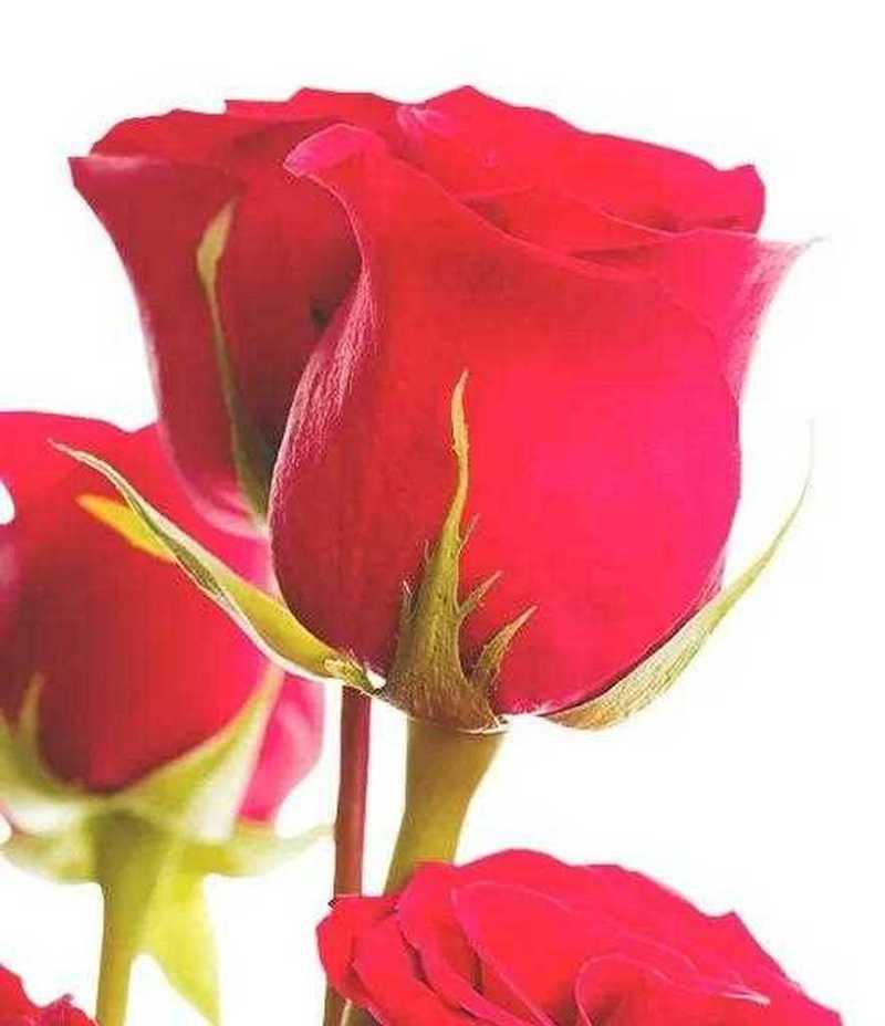深红色的玫瑰花寓意是什么？代表哪种爱情？