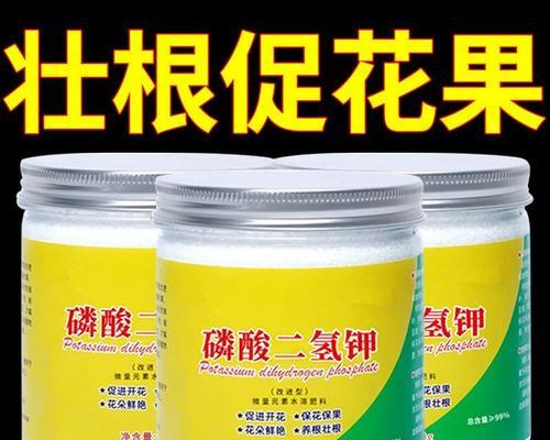 君子兰开花后如何继续养护？需要注意什么？