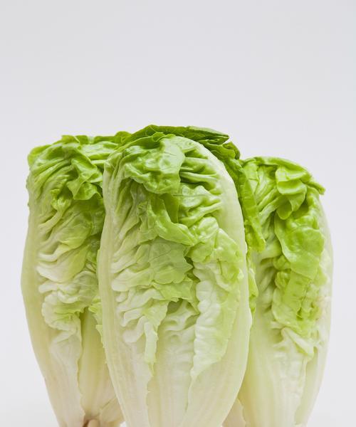 生菜的花语和象征意义是什么？生菜在花语中代表什么？
