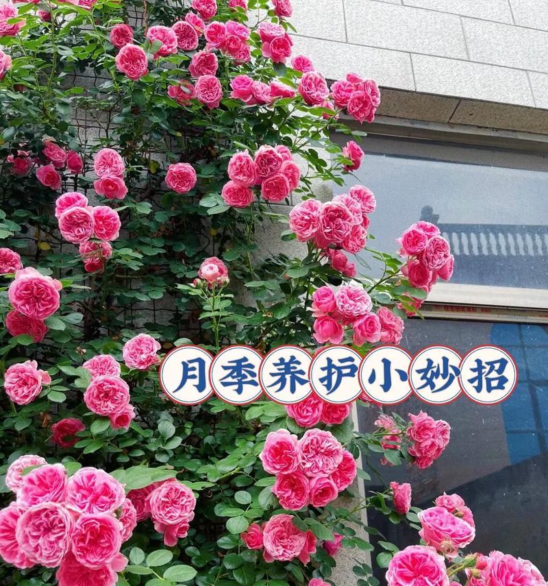 制作玫瑰花需要多少片叶子？