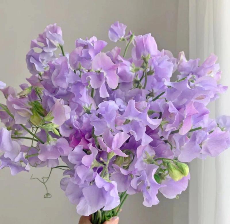 哪种花的花语是惊艳影史？