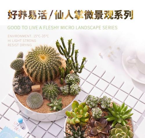 仙人掌涂鸦盆景的养护与管理方法是什么？