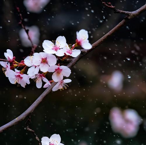 表达生离死别爱情的花语有哪些？