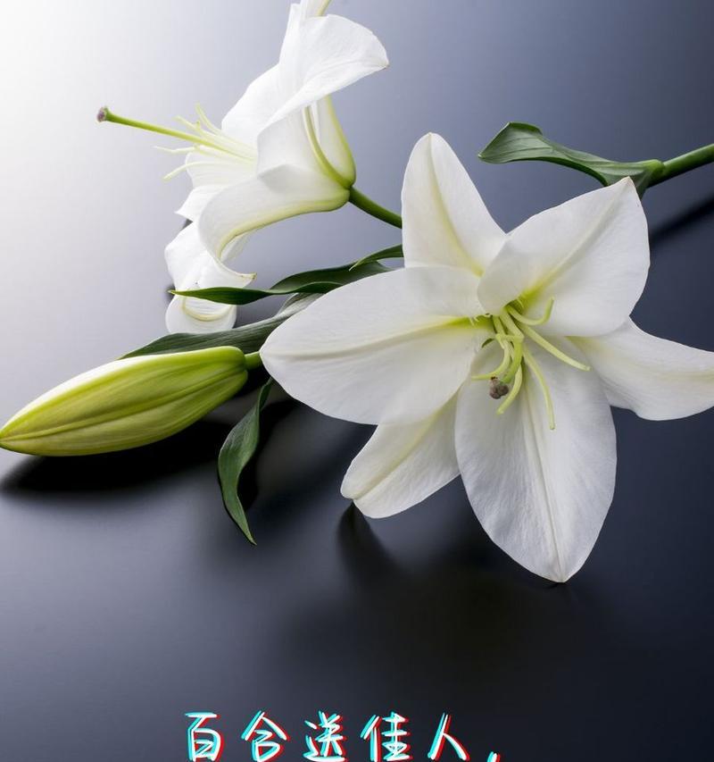 表达生离死别爱情的花语有哪些？