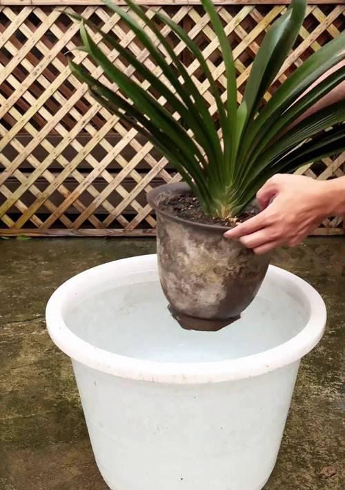 君子兰2月底养护要点是什么？浇水频率和量如何掌握？