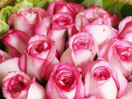 21朵粉色玫瑰花的花语是什么? 21朵粉色玫瑰花的花语是什么?