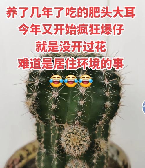 仙人球生长不正如何矫正？歪扭仙人球的正确种植方法是什么？