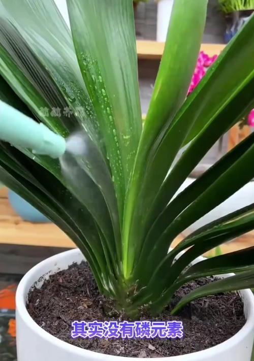 君子兰仅有两片叶子时的养护方法是什么？