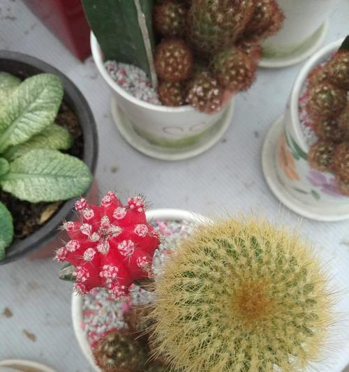 小龙神木仙人球的养殖难度如何？正确的养殖方法是什么？