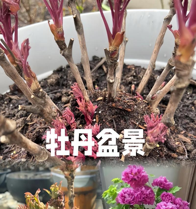 牡丹花芽枯萎的解决方法是什么？
