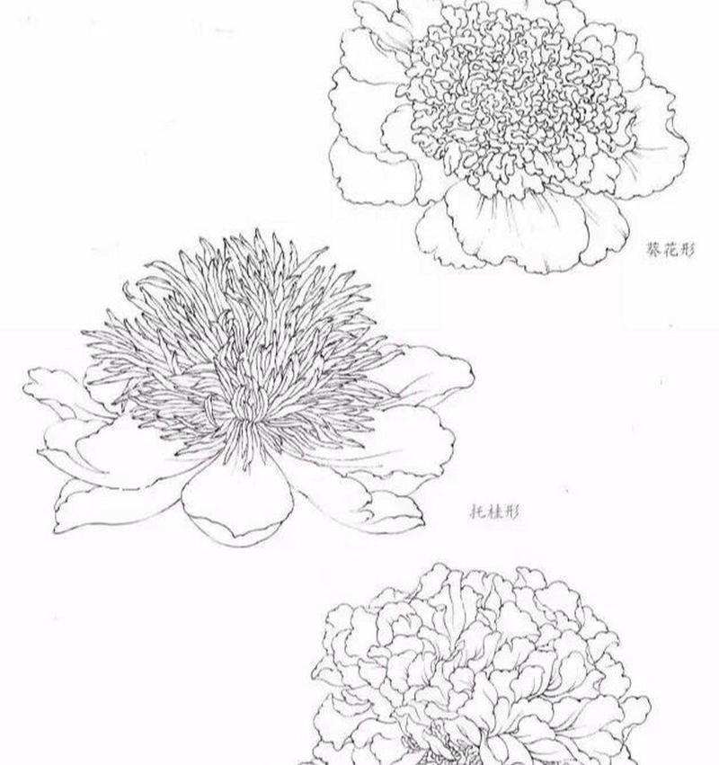 牡丹花芽枯萎的解决方法是什么？