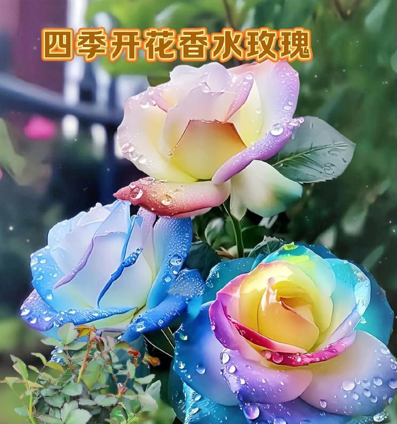 什么玫瑰花最好养盆栽？哪种玫瑰适合盆栽？