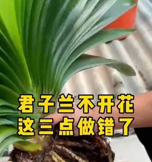 君子兰不开花的原因有哪些？如何促进君子兰开花？